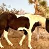 Starlight Equestrian Ranch Inc.