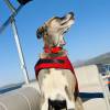 Fish Big Bear Charter Service