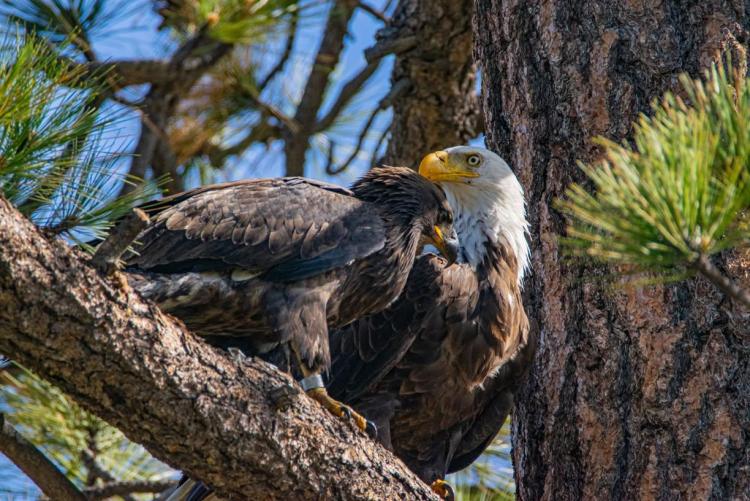 A photo of an eagle and their eaglet perched on a lush green pine needle covered tree's branch in Big Bear Lake.
