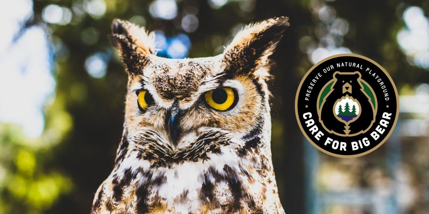One of Big Bear's great horned owls shown up close with the Care For Big Bear logo beside it
