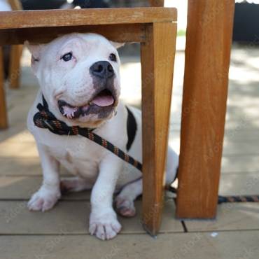 A photo of a white bull dog relaxing in the shade at a pet friendly restaurant, the dog is on a leash.