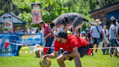 An owner in a red shirt and his blue heeler displaying their tricks and stunts during the Puptopia Event in Big Bear.
