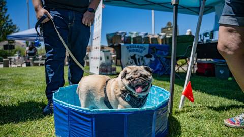 A puppy swimming pool being used by an adorable pug during Puptopia, the owner talking to someone while the dog cools off.