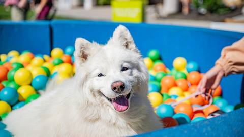 An adorable fluffy white dog playing the Puptopia ball pit, the dog having a great time as shown by it's wide smile