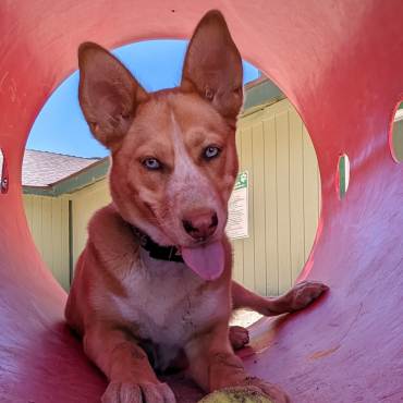 A brown-ish beige dog playing with a ball inside of a play tube, the dog's large ears are perked up and their tongue is out.