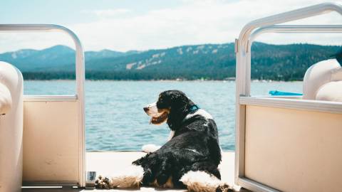 A black and white Saint Bernard relaxing with it's legs spread out on a boat, the mountains visible in the distance.