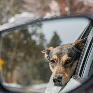 A dog is sticking its head out of a car window