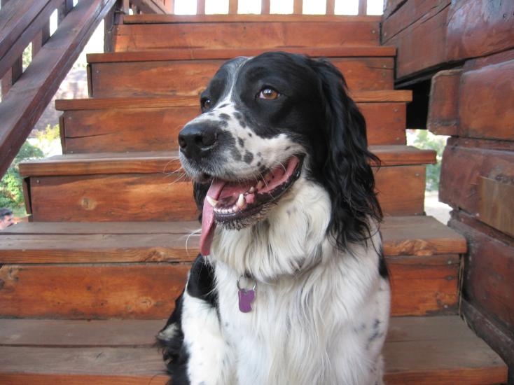 A black and white dog pants while sitting on the steps of a pet-friendly cabin in Big Bear Lake.