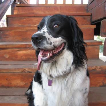 A black and white dog pants while sitting on the steps of a pet-friendly cabin in Big Bear Lake.