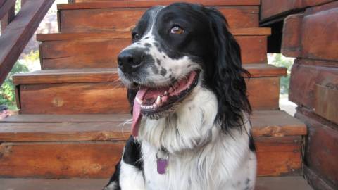 A black and white dog pants while sitting on the steps of a pet-friendly cabin in Big Bear Lake.