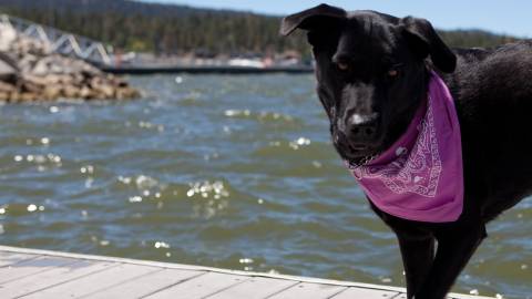 A black lab looks at the camera while standing on a dock at Big Bear Lake. He wears a purple bandana.
