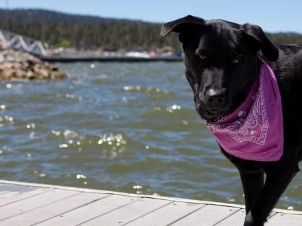 A black lab looks at the camera while standing on a dock at Big Bear Lake. He wears a purple bandana.