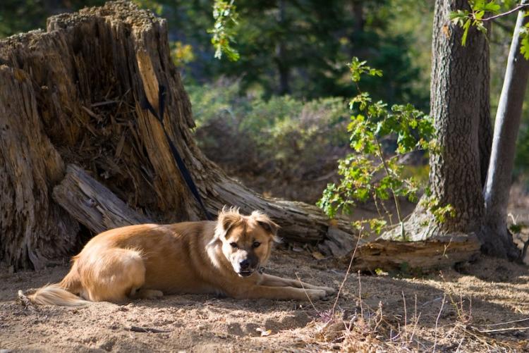 A dog rests next to a tree stump during a hike in Big Bear Lake.