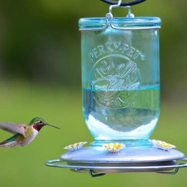 A hummingbird hovers near a bird feeder with clear fluid. Stock image.