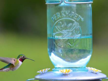 A hummingbird hovers near a bird feeder with clear fluid. Stock image.
