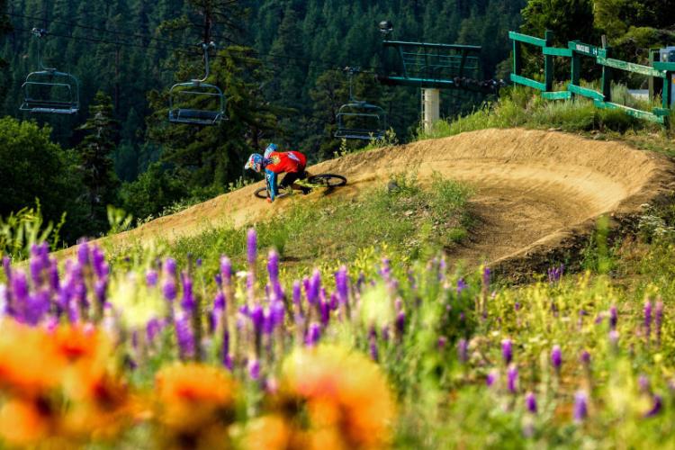 A mountain biker descends a steep turn at Summit Bike Park in Big Bear, CA. Colorful wildflowers sit in the foreground.