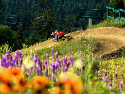 A mountain biker descends a steep turn at Summit Bike Park in Big Bear, CA. Colorful wildflowers sit in the foreground.