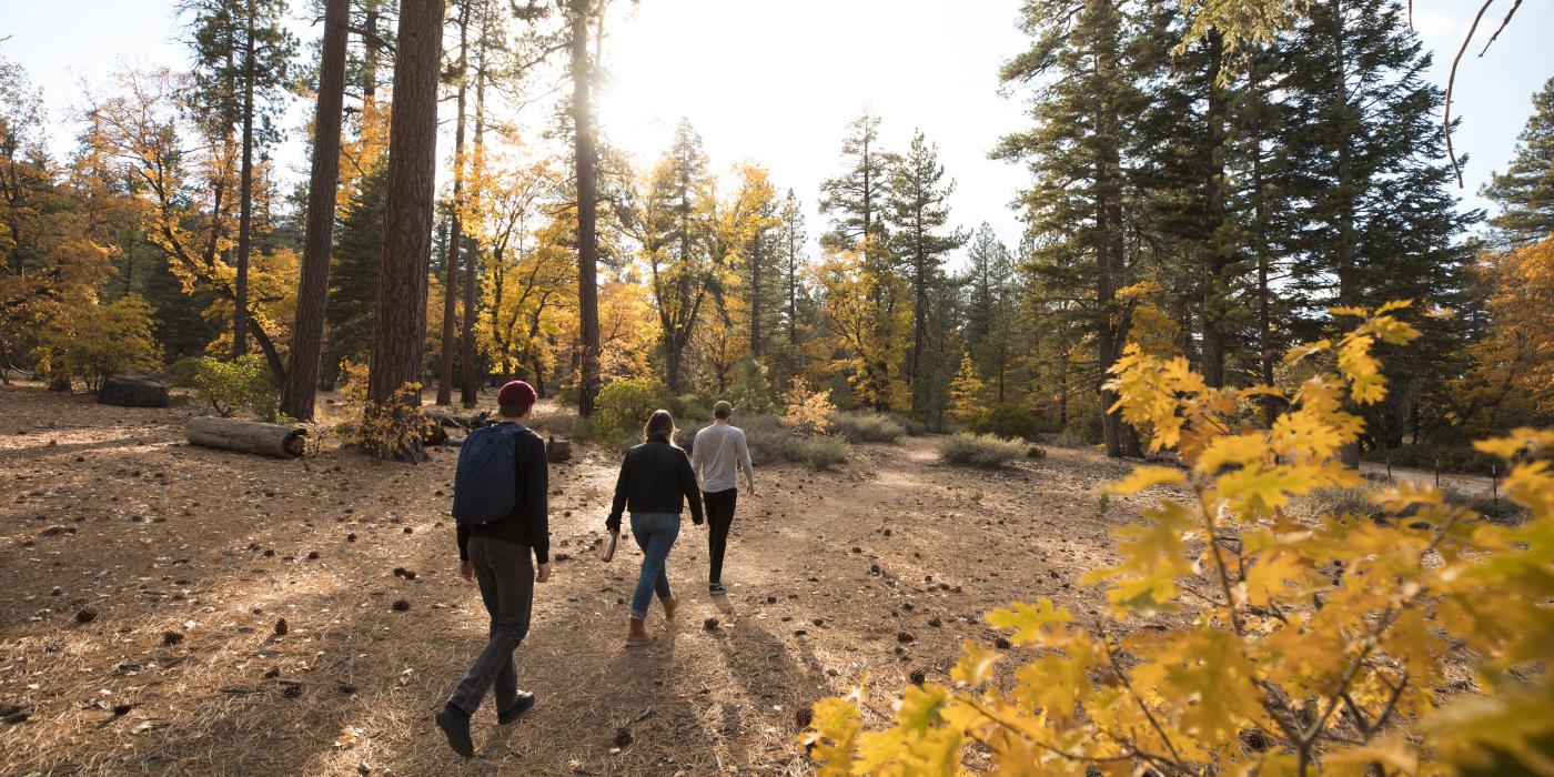 Three hikers head into the National Forest in Big Bear Lake, CA. Golden leaves surround them during the fall season.
