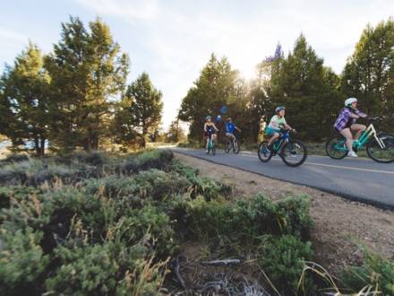 A family of two adults and two children biking on the road along side lush green trees and sunlight peaking through leaves.
