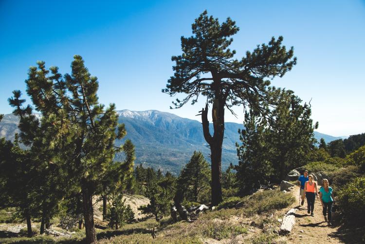 Three hikers pass a tall pine tree on a hike in Big Bear Lake. It's a clear, sunny day and the green forest surrounds them.