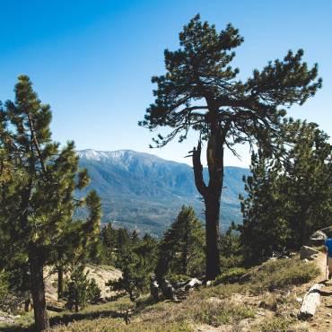 Three hikers pass a tall pine tree on a hike in Big Bear Lake. It's a clear, sunny day and the green forest surrounds them.