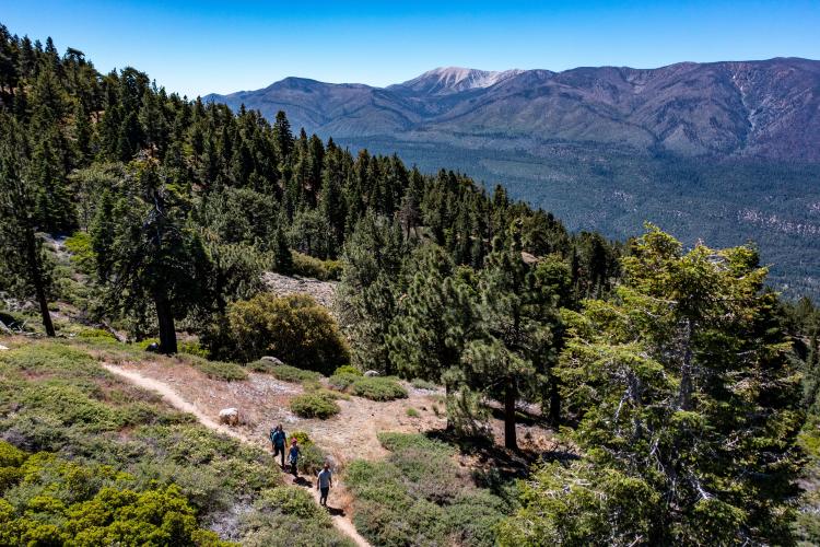 A family of three hikes along a forest trail in Big Bear Lake. Snow capped peaks show in the distance.