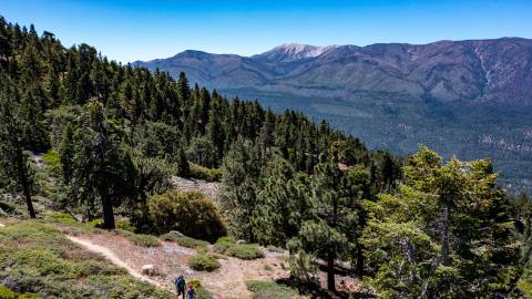 A family of three hikes along a forest trail in Big Bear Lake. Snow capped peaks show in the distance.