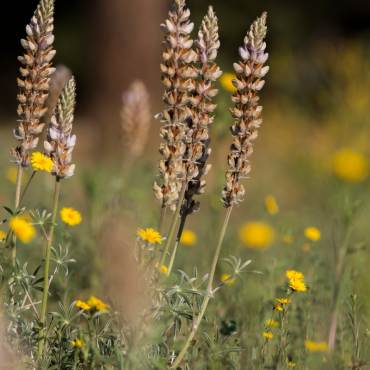 Light brown Californian wildflowers in Big Bear - the lavender like stems reach upward with small petals around it.