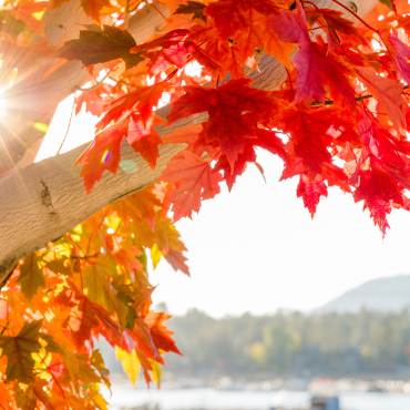 A photo of a tree with autumn leaves in Big Bear Lake, the sunshine glaring through the gaps in the branches of the tree.