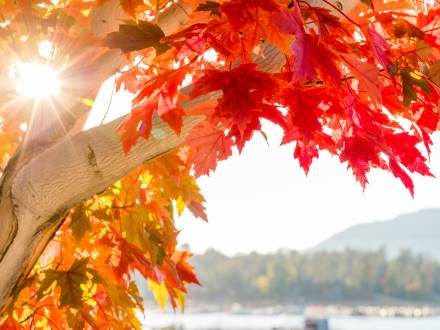 A photo of a tree with autumn leaves in Big Bear Lake, the sunshine glaring through the gaps in the branches of the tree.