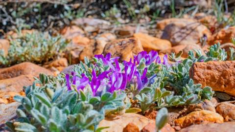 A photo of the Pebble Plain's flowers, the plant life peaking through the rocky terrain with vivid purple petals.