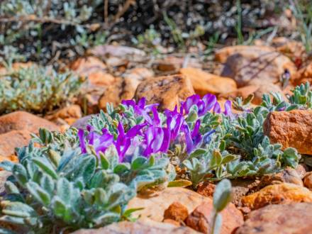 A photo of the Pebble Plain's flowers, the plant life peaking through the rocky terrain with vivid purple petals.