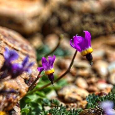 purple wildflowers bloom on the Pebble Plains during Spring in Big Bear