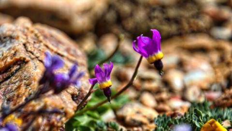 purple wildflowers bloom on the Pebble Plains during Spring in Big Bear