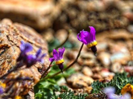 purple wildflowers bloom on the Pebble Plains during Spring in Big Bear