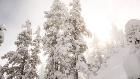 Snowy trees in winter, Big Bear Lake