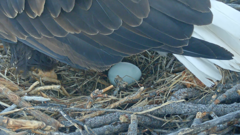A photo of Jackie the eagle laying her first egg in January 2026.