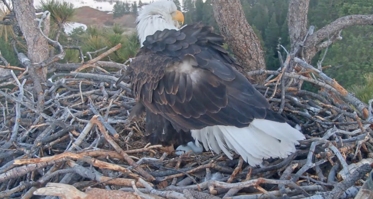 A photo of Jackie the eagle standing up after laying her second egg of the season in January 2026.