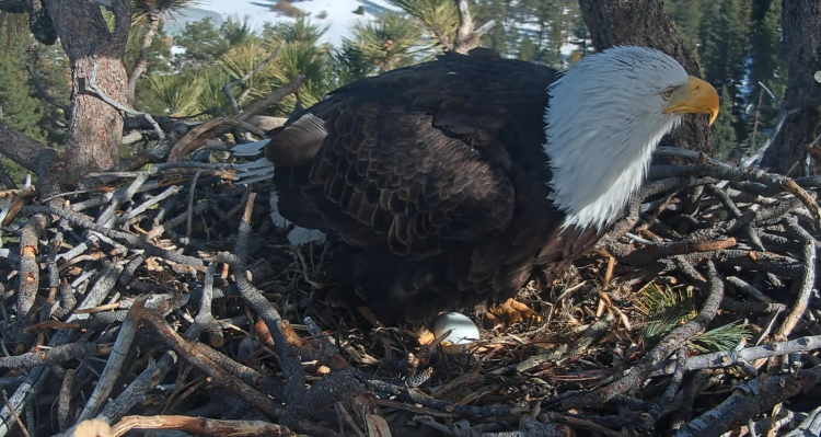 A photo of Jackie the eagle after laying the first egg of her second clutch for the 2026 season.