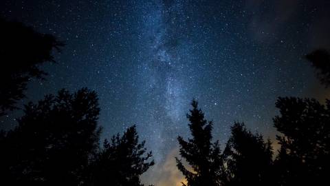 A forest at nighttime - the stars and milky way galaxy are visible in the dark sky above.
