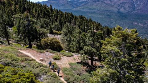 A family of three hikes along a trail in Big Bear Lake, CA through a forested valley. A mountain is in the distance.