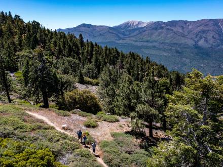 A family of three hikes along a trail in Big Bear Lake, CA through a forested valley. A mountain is in the distance.