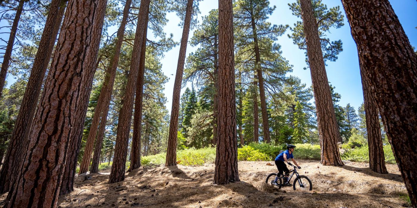 A photo taken from a forest with tall trees, there is a cyclist riding along the dirt path through the forest.