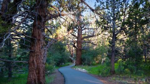 Alpine Pedal Path along North Shore