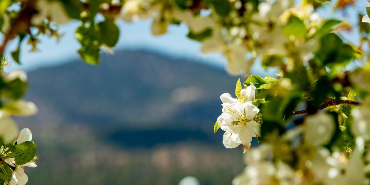 A photo of a white wildflower in Big Bear Lake - the mountains and solar observatory are seen out of focus.