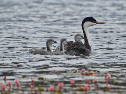 A picture of one of the species of wild birds in Big Bear Lake, there is a mother bird with three little chicks on the water.