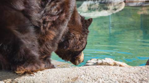 A photo of a Grizzly Bear from the Big Bear Alpine Zoo - the bear is drinking from a watering hole with crystal clear water.