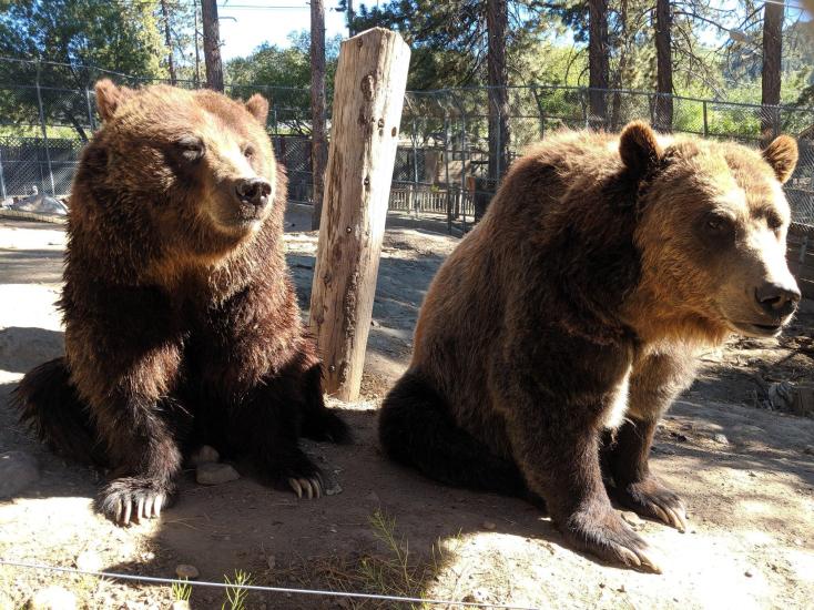 Grizzlies at the Zoo