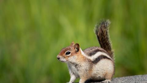 A stock photo of a brown and grey striped chipmunk standing on a rock. Chipmunks are very common in Big Bear Lake, CA.