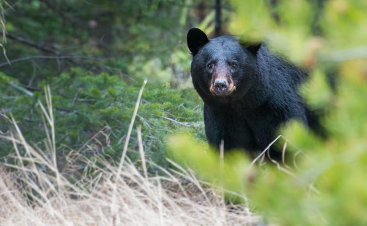A black bear looks to the camera while wandering the forest in Big Bear Lake, CA.